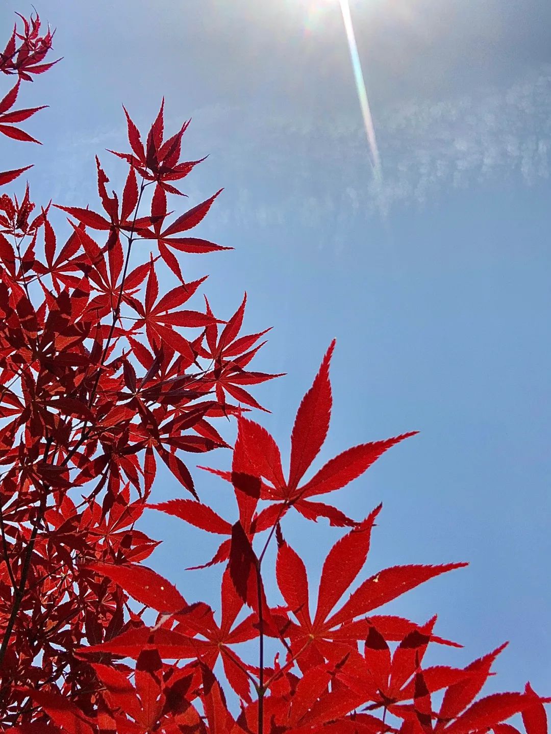 魅力陕西行·培华秋景，是心动的感觉